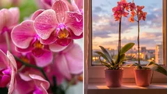 Jak zachránit umírající orchidej: Zahradníci se podělili o osvědčené metody