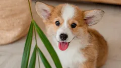 Jak poznat, že je váš pes šťastný: podle odborníků to ukazuje 6 hlavních znaků