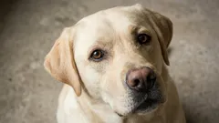 7 nejhodnějších psích plemen: Co veterináři doporučují rodinám s dětmi a začínajícím chovatelům