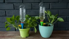 Jednoduchý trik s lahví, díky kterému můžete zalévat pokojové rostliny i během dovolené