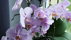 Vaše orchidej poroste bujně a zdravě: 5 tipů na péči pro začátečníky