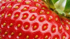 Málokdo ví: Jak se jmenují drobná semínka na jahodě a k čemu slouží