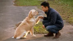 Jak si psi vybírají „hlavního“ člověka v rodině: 10 jemných nuancí